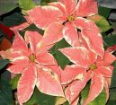 Pokojov� rostliny:  > Pry�ec n�dhern�, v�no�n� hv�zda, poinsetie (Euphorbia pulcherrima)