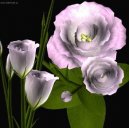 Pokojov� rostliny: Jednolet� > Eustoma, j�cnovka (Eustoma)