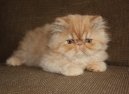 :  > Exotick� dlouhosrst� ko�ka (Exotic Longhair Cat)