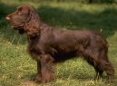 Ps� plemena:  > Field �pan�l (Field Spaniel)