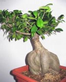 :  > F�kovn�k (Ficus Retusa)