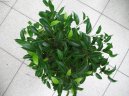 :  > Fikus Bend�amina (Ficus benjamina)