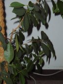 :  > Fikus lirovidn� (Ficus lyrata)