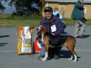Ps� plemena:  > Finsk� honi� (Suomenajokoira, Finnish Hound)