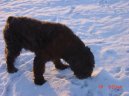 Ps� plemena:  > Flandersk� bouvier (Bouvier des Flandres)