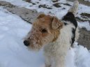 Ps� plemena:  > Foxterier drsnosrst� (Fox Terrier Wire)