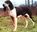 :  > Velk� francouzsko-anglick� b�lo-�ern� honi� (Great Anglo-French White and Black Hound)