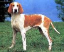 Ps� plemena:  > Francouzsk� b�lo-oran�ov� honi� (French White and Orange Hound)