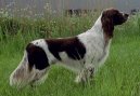 :  > Francouzsk� dlouhosrst� oha� (French spaniel)