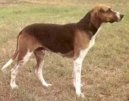 Ps� plemena:  > Francouzsk� trikolorn� honi� (French Tricolour Hound)