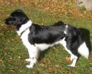 Ps� plemena:  > Fr�zsk� oha� (Stabyhoun, Frisian Pointing Dog)