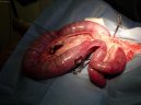 Gynekologie (Psi/Ko�ky)