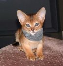 :  > Habe�sk� ko�ka (Abyssinian cat)