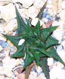 Pokojov� rostliny: P�enosn� rostliny > Haworthie (Haworthia)