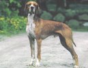 Ps� plemena:  > Hertha Pointer