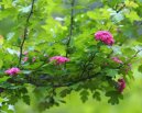 Pokojov� rostliny:  > Hloh Obecn� (Crataegus oxyacantha)
