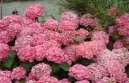 :  > Hortenzie velkolist� (Hydrangea)