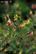 :  > Huang Qi Chuang �chi (Astragalus membranaceus)