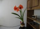 Hv�zdn�k, zornice, amarylis