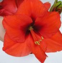 Hv�zdn�k, zornice, amarylis