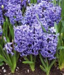 :  > Hyacint v�chodn� (Hyacinthus  orientalis)