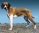 Ps� plemena:  > Hygen�v honi� (Hygenhund, Hygen Hound)