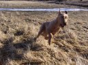 Ps� plemena:  > Irsk� terier (Irish Terrier)