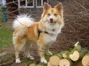 Ps� plemena:  > Islandsk� pes (Iselandsk Farehond / Icelandic sheepdog)