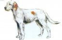 Ps� plemena:  > Istrijsk� hrubosrst� honi� (Istrian wire-haired scent hound)