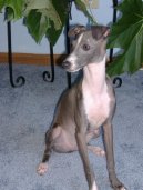 Ps� plemena:  > Italsk� chrt�k (Italian Greyhound)