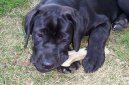 Ps� plemena:  > Italsk� corso pes (Cane Corso Italiano)