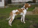 Ps� plemena:  > Italsk� oha� (Bracco Italiano, Italian Pointing Dog)