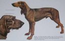 Ps� plemena:  > Italsk� segugio kr�tkosrst� (Italian Short-haired Hound)