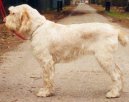 Ps� plemena:  > Italsk� spinone (Spinone Italiano, Italian Wire-haired Pointing Dog)