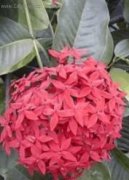 Ixora �arlatov�