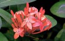 Ixora �arlatov�