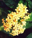 :  > Ixora �arlatov� (Ixora coccinea)