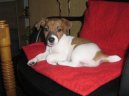 Jack Russel�v Teri�r