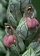 Jakob�nie, just�cie, pr�venka