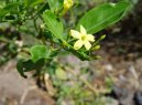 :  > Jasm�n (Jasminum officinale)