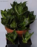 Tch�nin jazyk, tenura