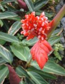 Pokojov� rostliny: Kapradiny > Jelen� jazyk (Phyllitis)