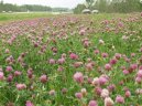 :  > Jetel Lu�n� (Trifolium pratense)