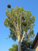 :  > Jmel� (Viscum album L.)