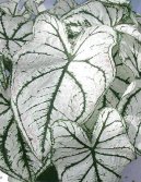 :  > Kaladium, ��ovn�k (Caladium Hortulanum)