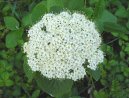 :  > Kalina tu�alaj (Viburnum lantana)