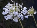 :  > Kalokv�t (Agapanthus)
