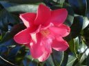 :  > Kam�lie (Camelia)