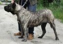 Ps� plemena:  > Kan�rsk� doga (Dogo Canario)