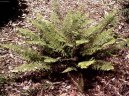 :  > Kapradina bodlinat� (Polystichum)